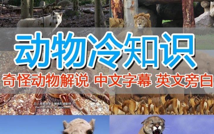 外面卖1699的国外纪录片解说（动物解说、美食、动画片）稳过中视频-优才资源站